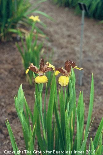 Iris Falcon's Crest (spuria)